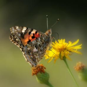 ���� ��������: ���������