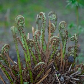 ����: ����������� 