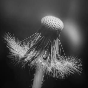 ����: ������� ������� �����. 