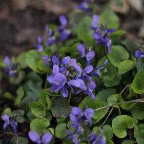 ����: ��������� ���������� 