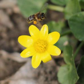 ���� ��������: �������� ������ 