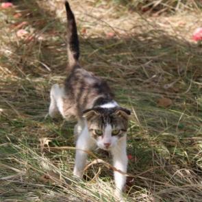 ����: ���������� �����....