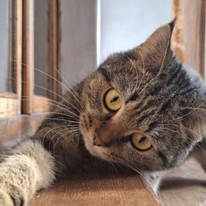 ����: ���� ������...