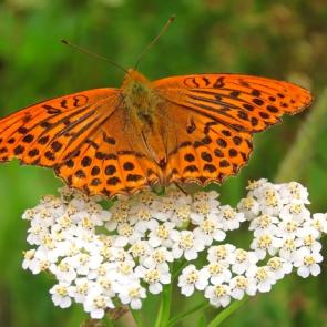 ����: ������������� �������