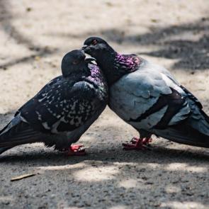 ����: �����