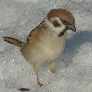 ����: �������.