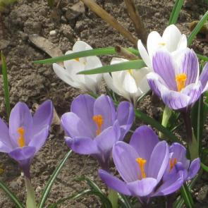 ����: ������� ��������