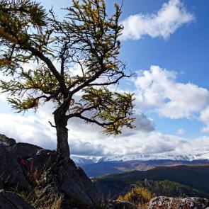 ����: �����������.