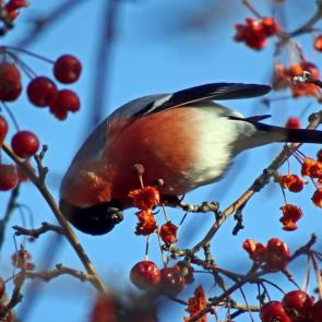 ����: ����.