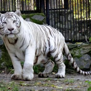 ����: ����� ����.