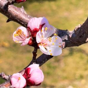 ���� ��������: �������� �������