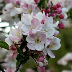 ����: ����� ��������