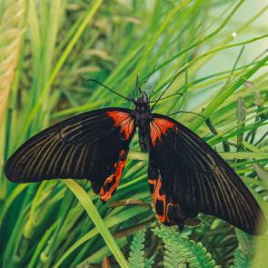 ���� ��������: 