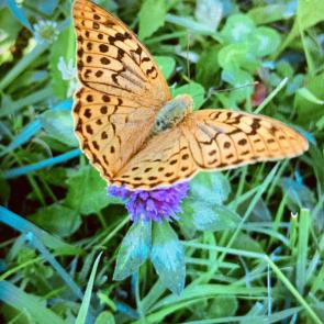 ����: ��������