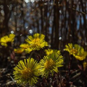 ����: ������