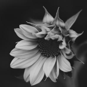 ���� ��������: ��������� 