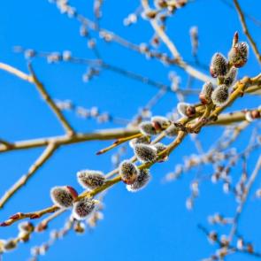 ���� ��������: ����� �������� �����