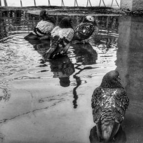 ����: �������� �����.