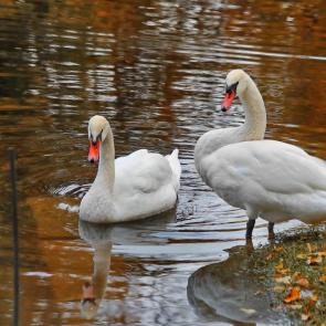 ���� ��������: �� � ���. 