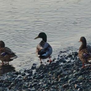 ���� ��������: ���� �� �����