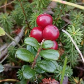 ���� ��������: ������������� ��������