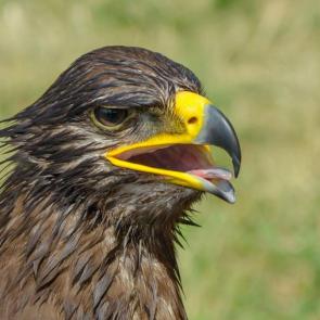 ����: ������� ����