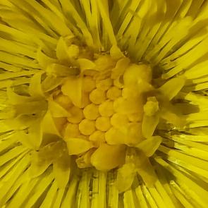 ���� ��������: ����-�-������