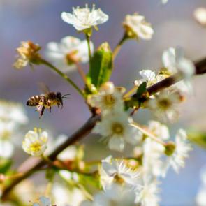 ���� ��������: ����