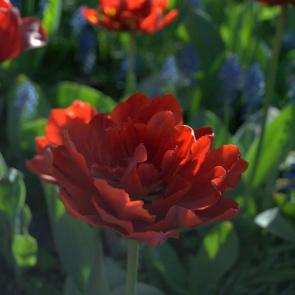 ����: ��������