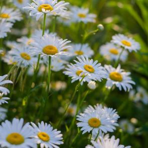 ���� ��������: �������� �����