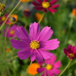 ���� ��������: ������