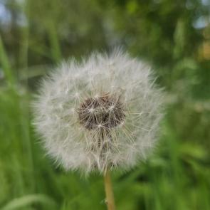 ����: �������� ����