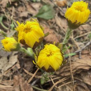 ���� ��������: 