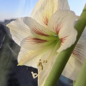 ���� ��������: 