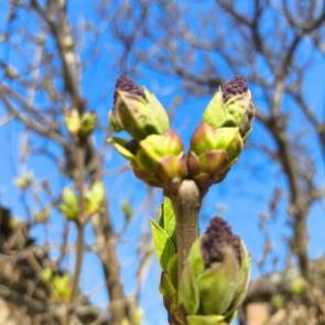 ����: ������� ������