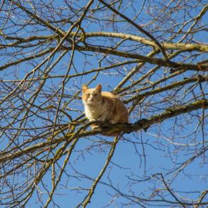 ����: ���������� ���