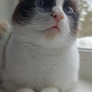 ����: ��������