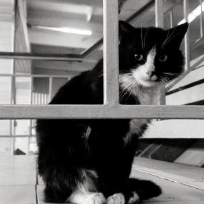 ����: ��