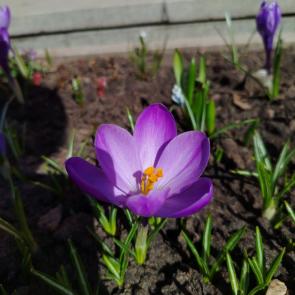 ����: ������