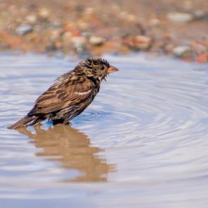 ����: ������� �������