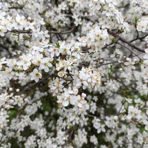 ����: �������� ����