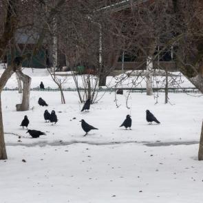 ����: ������ �����