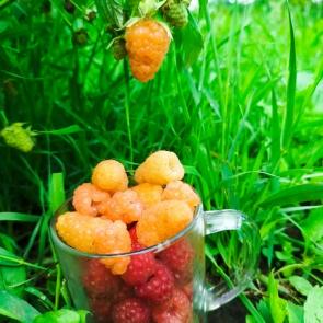 ���� ��������: ������