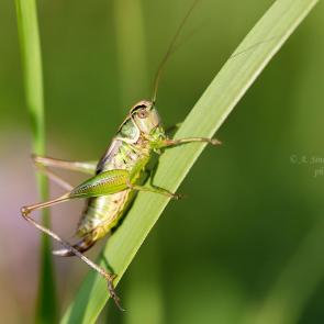 ���� ��������: �������� �� ��������