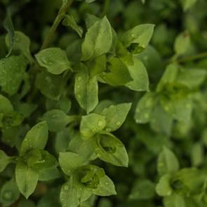 ����: ������ ������ �����...