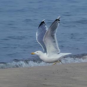 ���� ��������: 