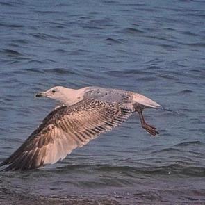 ���� ��������: 