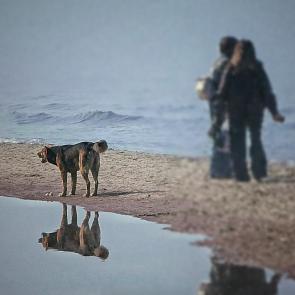 ���� ��������: 