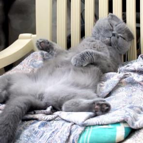 ����: ������� ���