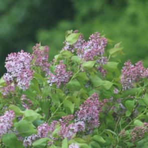 ���� ��������: 